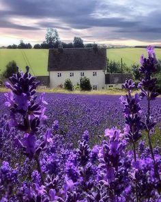 purple flowers in front of a white house and green field with trees on the other side