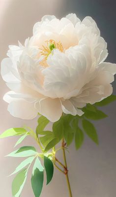 a white flower with green leaves in a vase