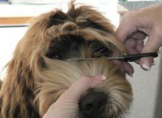 a person cutting the hair of a dog