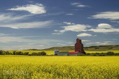 a large field with yellow flowers and a barn in the distance