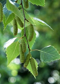 some green leaves are hanging from a tree