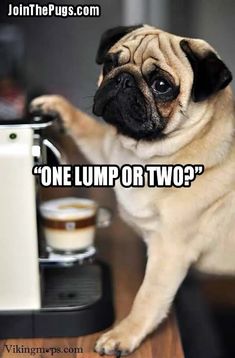 a pug dog standing on top of a table next to a coffee maker