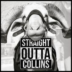 a black and white photo of a goat with the words straight outa collins on it