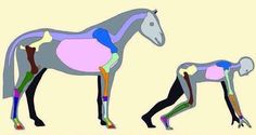 the diagram shows different types of horses and humans in their respective body colors, including blue, pink, green, yellow, purple, and black