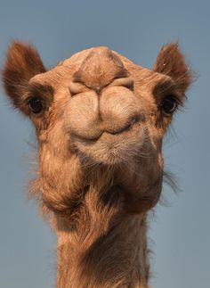 a close up shot of a camel's face