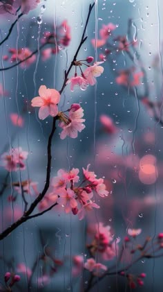 pink flowers with raindrops on them are seen through the window glass in this photo