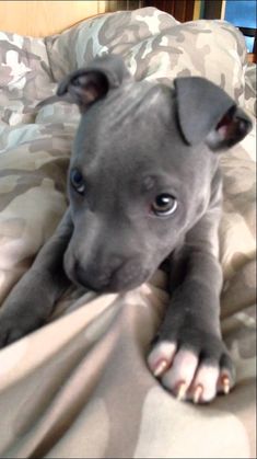 a gray dog laying on top of a bed under a blanket