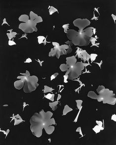 black and white photograph of flowers floating in the air