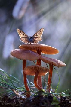 a butterfly sitting on top of some mushrooms