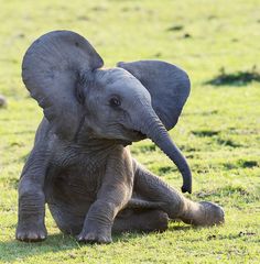 an elephant sitting in the grass with its trunk on it's back