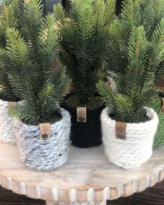 three small potted plants sitting on top of a wooden table next to each other