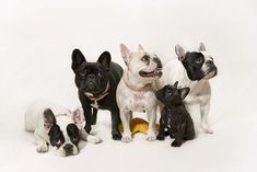 four small dogs are standing next to each other in front of a white background and one dog is looking up at the camera