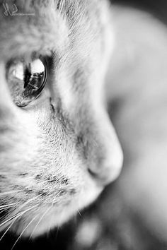 black and white photograph of a cat's face