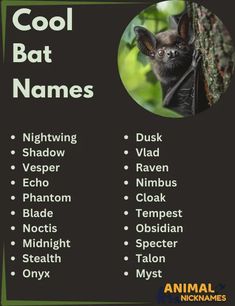 a poster with the names of bats on it's front and back sides, which include