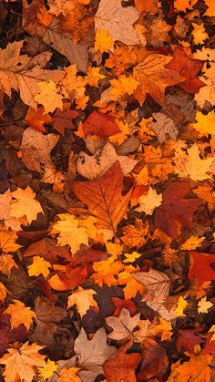 many different colored leaves laying on the ground