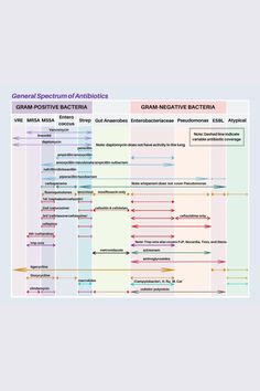 the general structure of activities in grani regativena bacteria, from wikipedia com