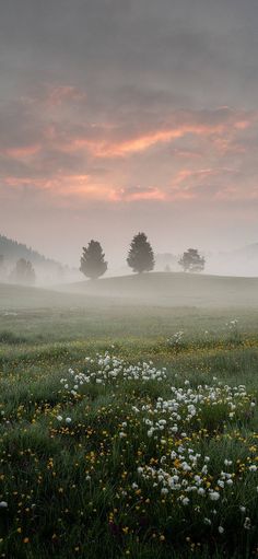 an open field with flowers and trees in the distance on a foggy day at sunset