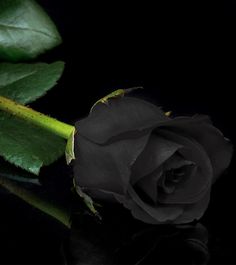 a single black rose sitting on top of a table