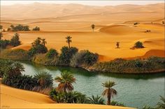 the desert is filled with palm trees and water