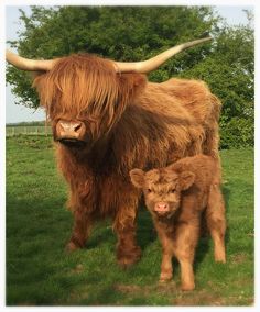 an adult and baby cow standing in the grass