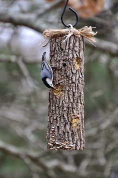 a bird feeder hanging from a tree branch