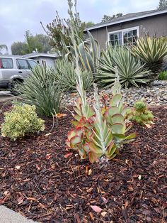 an assortment of plants in front of a house with cars parked behind them and gravel on the ground