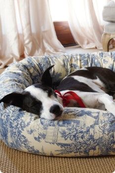 a black and white dog laying on top of a blue and white bed in a living room