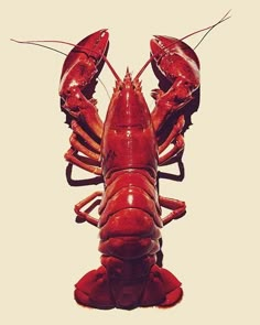 a close up of a lobster on a white background