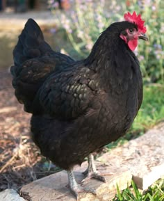 a black chicken with a red comb stands on a rock in front of some flowers