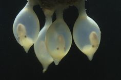 three white flowers hanging from the side of water