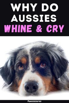 In this post you’ll discover: 9 real reasons why australian shepherds whine & cry so much, When their whining is actually something to worry about, 4 tips to help get your australian shepherd to cry less (Tip #2 is simple and you can start doing it today!), And much more. Dog Whining, Dog Behavior Training, Australian Shepherd Puppy, Aussie Puppies, Mini Aussie, Australian Shepherd Puppies, Dog Smells