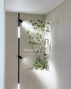 a plant is growing on the side of a wall in a room with white walls