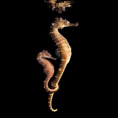 two seahorses swimming in the water at night with bubbles coming out of them