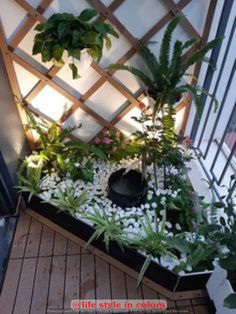 an indoor garden with plants and rocks on the ground