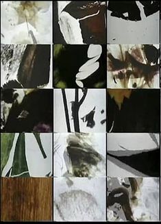 many different images of flowers and leaves in black and white, including one with brown spots