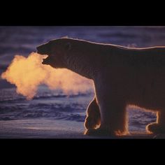 a polar bear standing in the snow with its mouth open