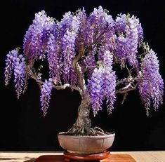 a bonsai tree with purple flowers in a pot on top of a wooden table