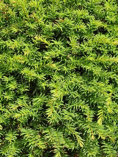 the top view of a green bush with lots of leaves