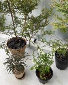 three potted plants sitting next to each other on top of a window sill