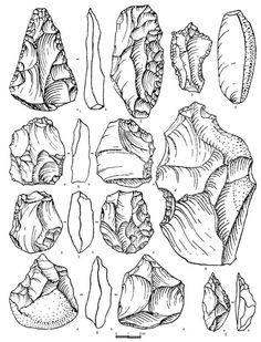 an image of different types of shells in black and white, vintage line drawing or engraving