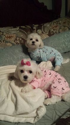 two small white dogs laying on top of a bed next to each other in pajamas