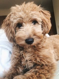 a brown dog sitting on top of a bed next to a white blanket and pillow