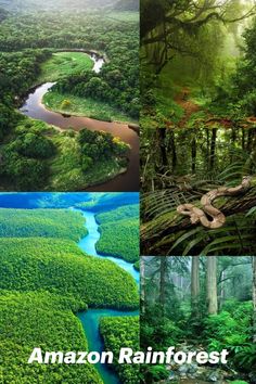 Amazon Rainforest The Rainforest, Carbon Dioxide, Tropical Rainforest, Travel Board, The Amazon, The Source, Air Filter