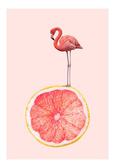 a pink flamingo standing on top of a grapefruit cut in half to eat