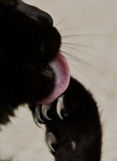 a black cat with its tongue hanging out