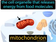 the cell organelle that releases energy from food moleculess is called mitochondion