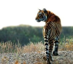 a tiger walking across a dry grass covered field