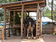 a black and white cow standing in front of a wooden structure