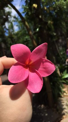 a person holding a pink flower in their hand