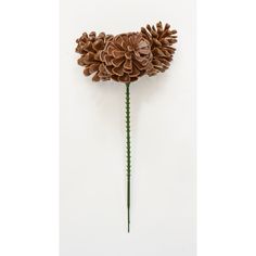 a single pine cone flower on a white background